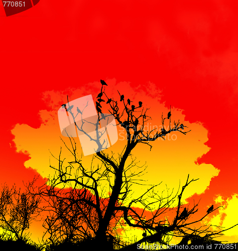 Image of Orange Sky And Tree Foreground 