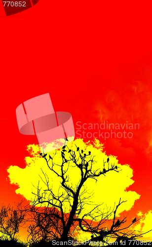 Image of Orange Sky And Tree Foreground