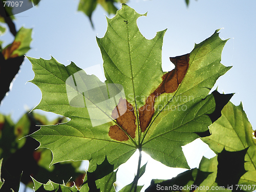 Image of Leaf Turning Brown