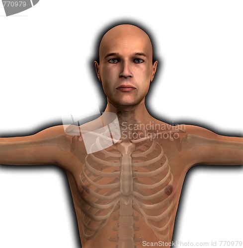 Image of X Ray Man Torso