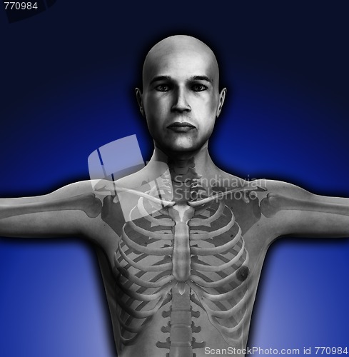 Image of X Ray Man Torso