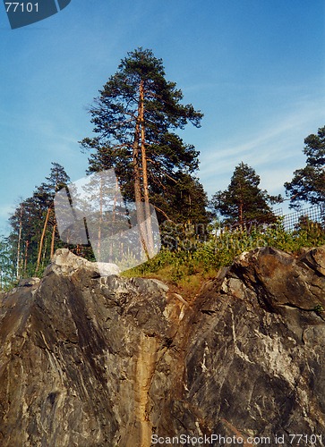 Image of pine-trees