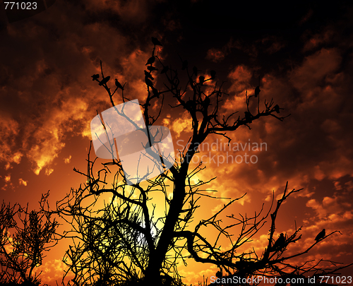Image of Birds On Tree With Sunset Background