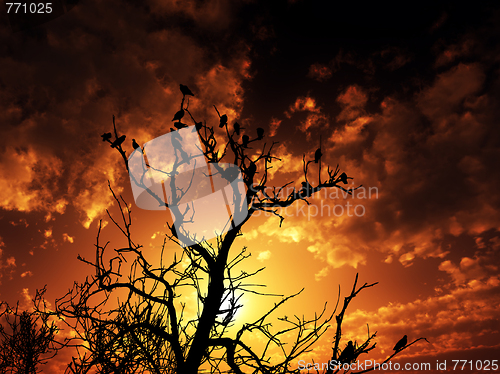 Image of Birds On Tree With Sunset Background