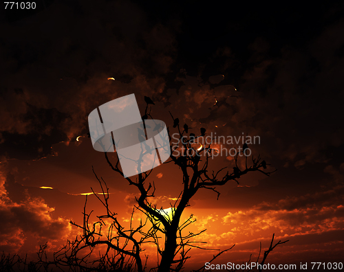 Image of Birds On Tree With Sunset Background