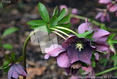 Image of helleborus