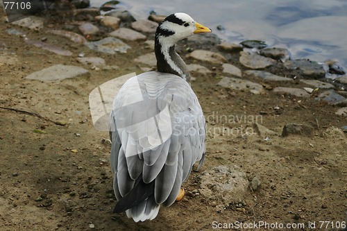Image of bird