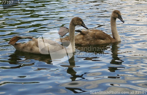 Image of cygnet