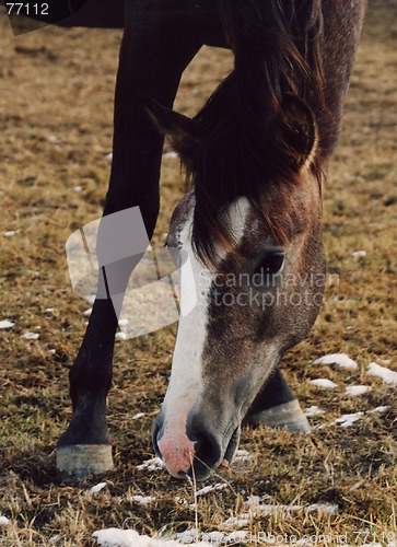 Image of portrait of horse