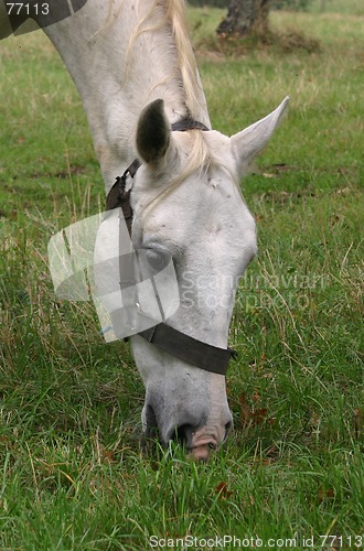Image of portrait of horse