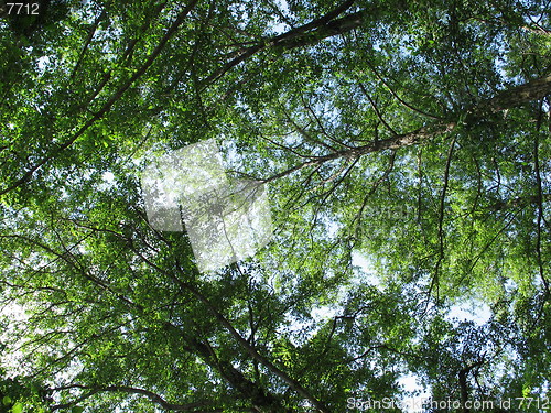 Image of Tall trees. Platres. Cyprus