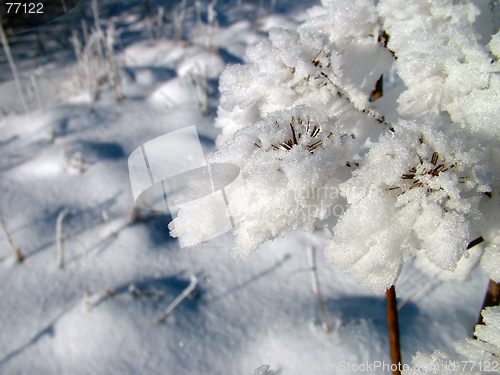 Image of Plants Whit Frost