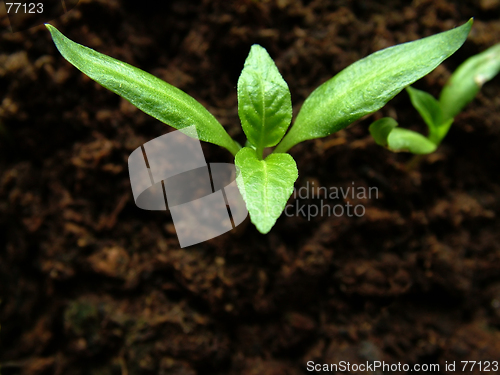 Image of Paprika growing