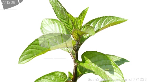 Image of Peppermint isolated