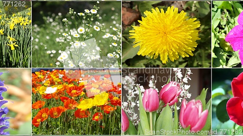 Image of Flowers collage