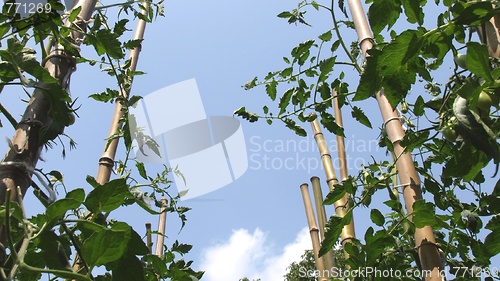 Image of Tomato plants