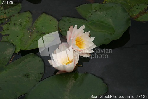 Image of two waterlily