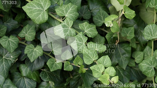 Image of Ivy