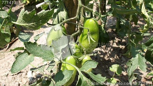 Image of Tomato plants