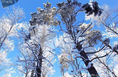 Image of Winter wood