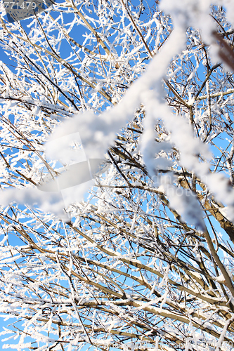Image of  Bush (focus on distant branches)