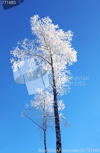 Image of Lonely birch