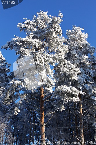 Image of Winter wood