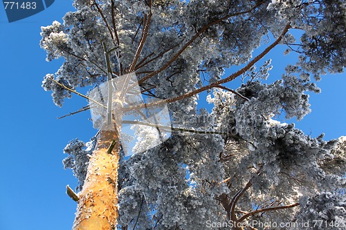 Image of Winter wood