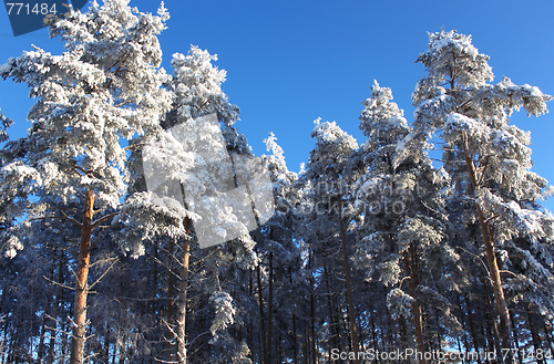 Image of Winter wood