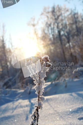 Image of Lonely bush close-up against a sunset