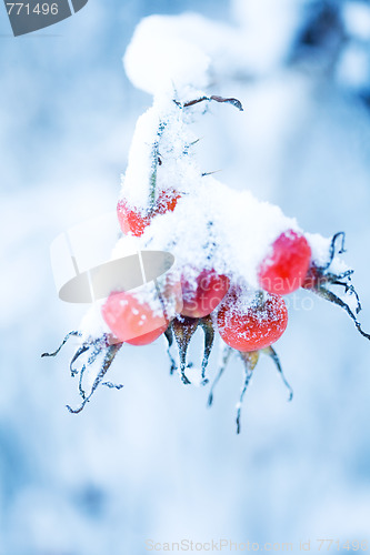 Image of Frozen rose bush
