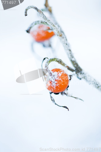 Image of Frozen rose bush