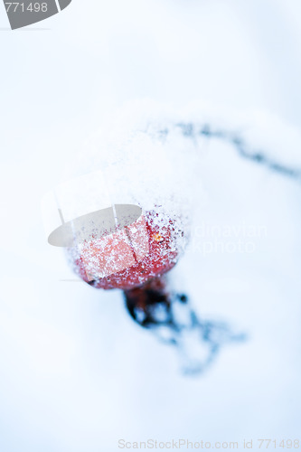 Image of Frozen rose bush