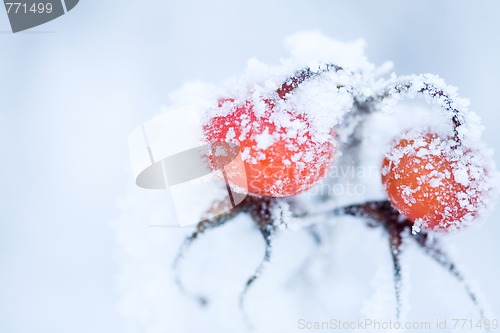 Image of Frozen rose bush