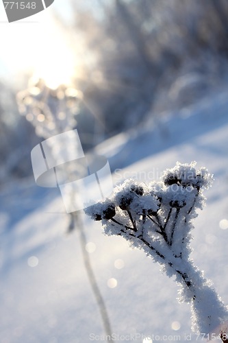 Image of Lonely bush close-up against a sunset