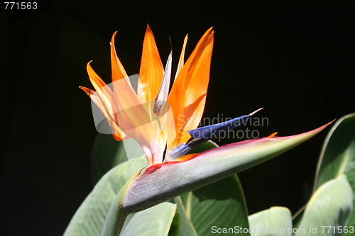 Image of Tropical Bird of Paradise Flower