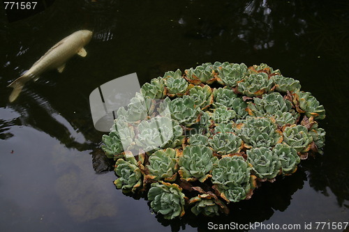 Image of Carp in Pond with Aquatic Plant