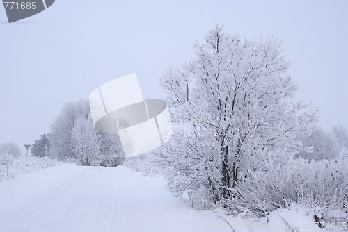 Image of Frosty Road Landscape