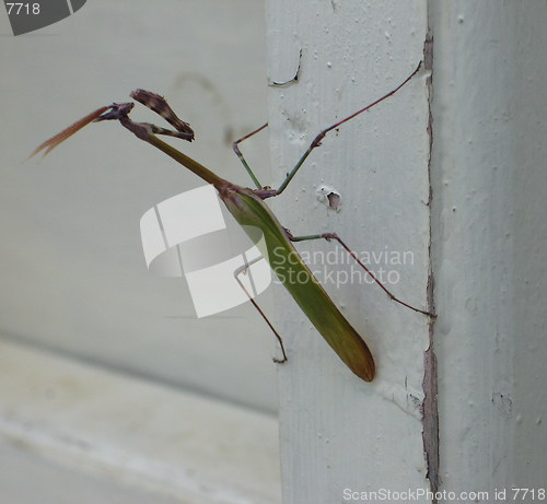 Image of Grasshopper on the door