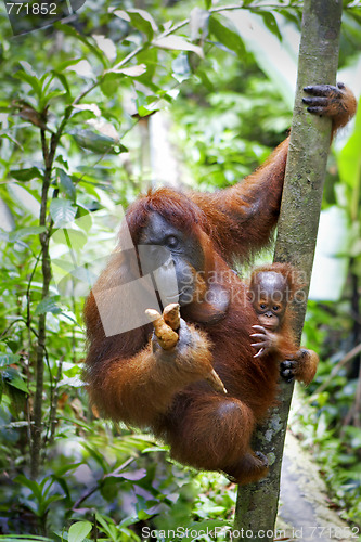 Image of Orangutan with her baby