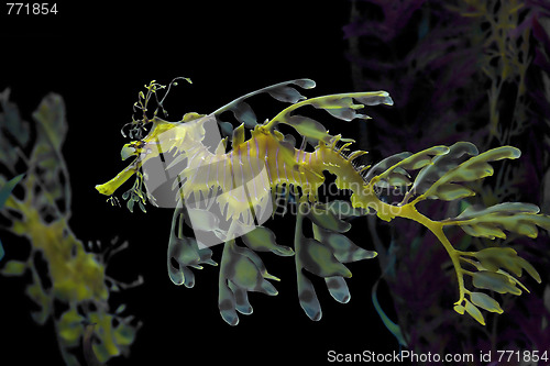 Image of Yellow  Sea dragon