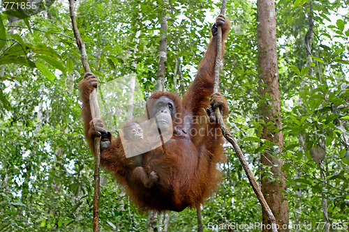 Image of Orangutan with her baby