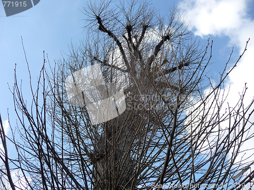 Image of Coppiced Tree