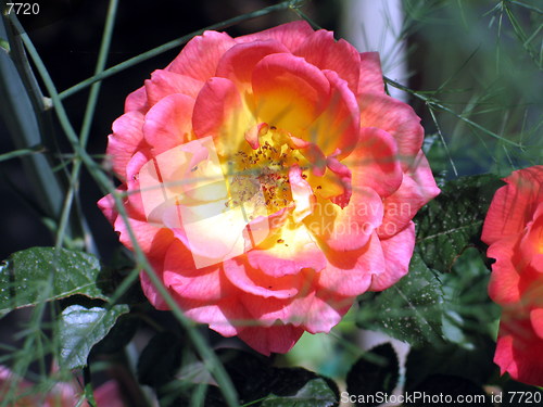 Image of Flower smile