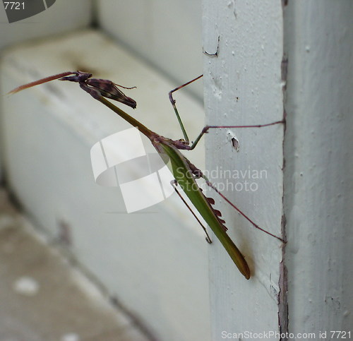 Image of Grasshopper on the move