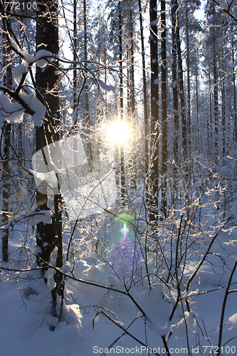 Image of sunset in winter wood