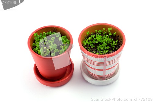 Image of Garden pots plant