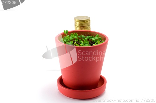 Image of Garden pots plant