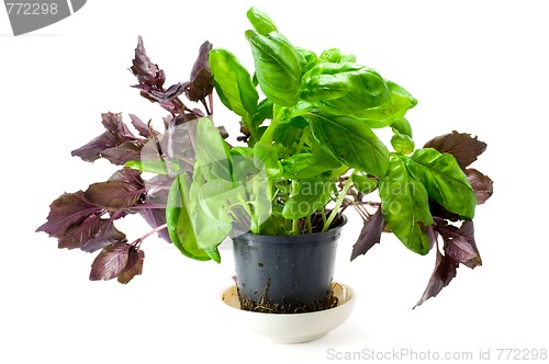 Image of Basil