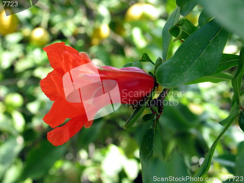 Image of Pomegranate blossom profile